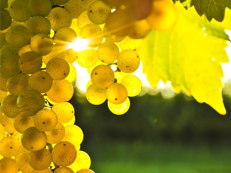 Bunch of Yellow Grapes — Bright