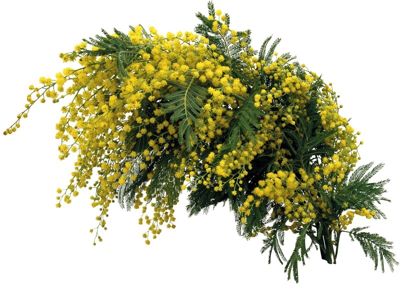 bunch of yellow mimosa flowers