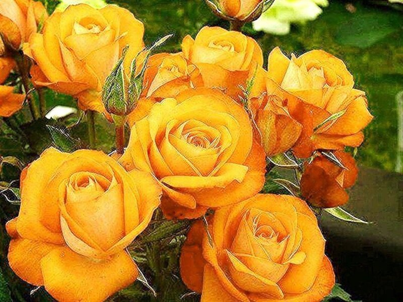 Bunch of Yellow Roses — Calm, Photograph, Buds
