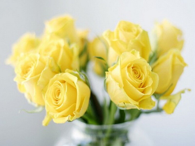 Bunch of Yellow Roses — Calm