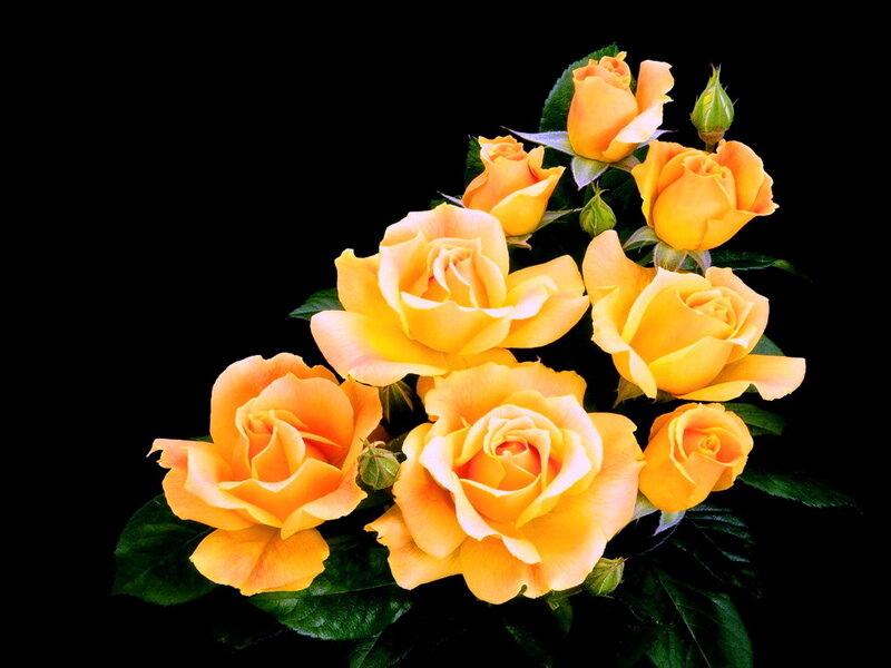 Bunch of Yellow Roses — Dramatic