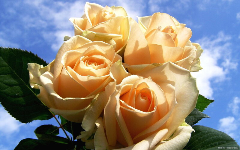 Bunch of Yellow Roses — Serene