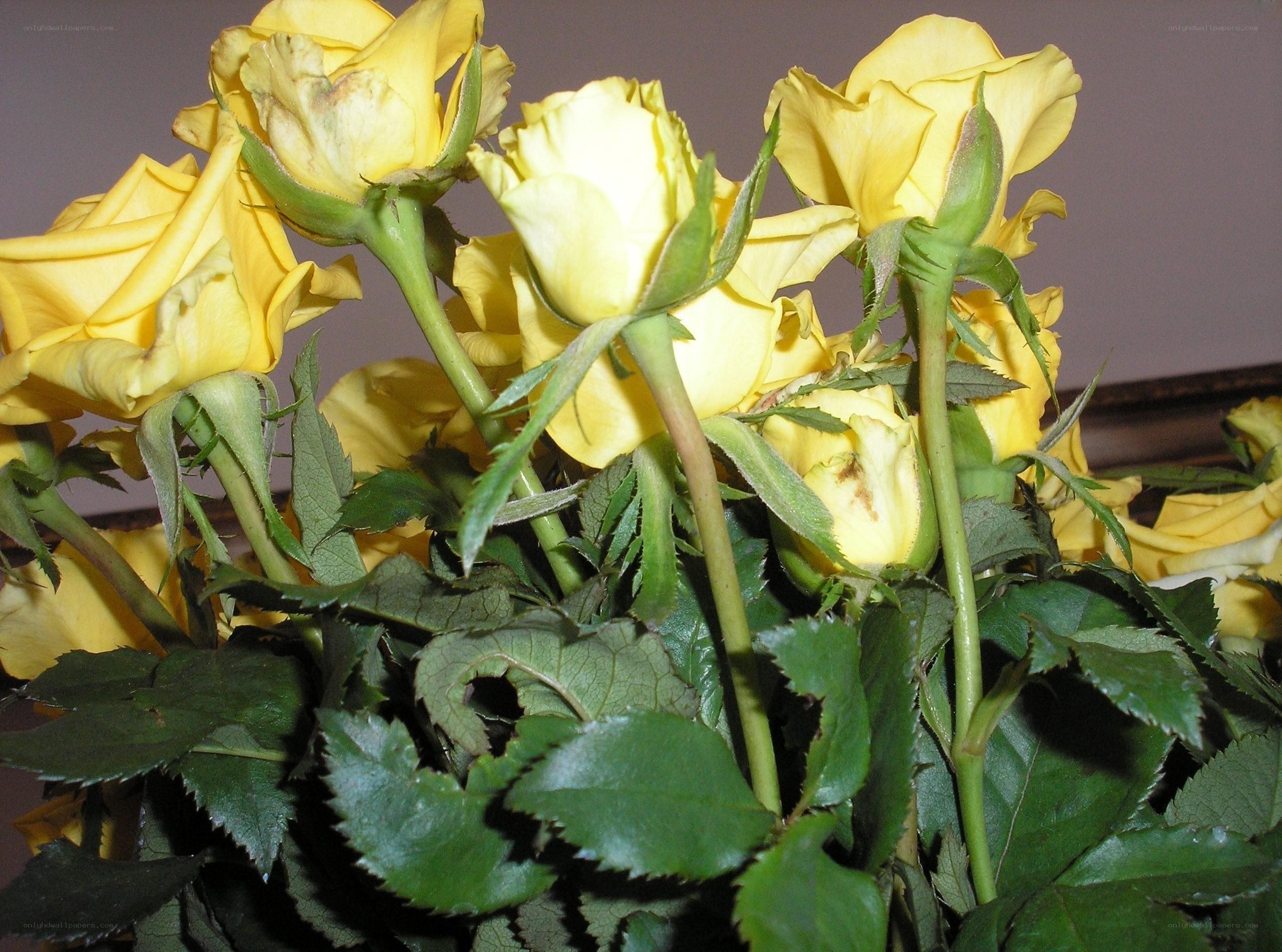 bunch of yellow roses