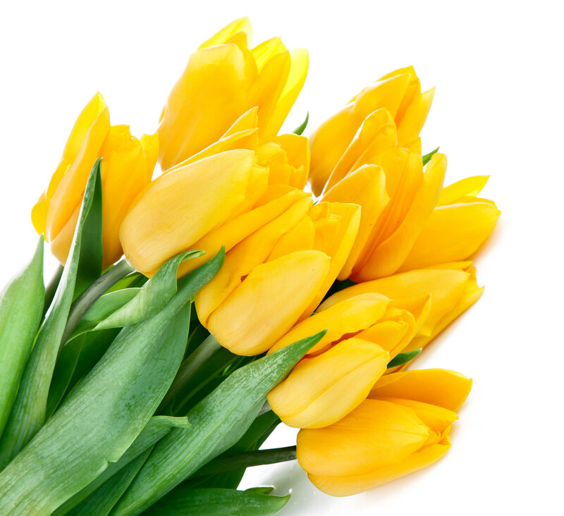 Bunch of Yellow Tulips — Bright