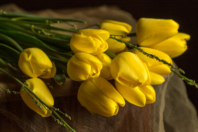Bunch of Yellow Tulips — Dramatic