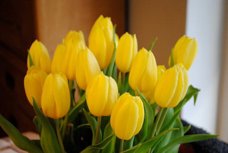 Bunch of Yellow Tulips