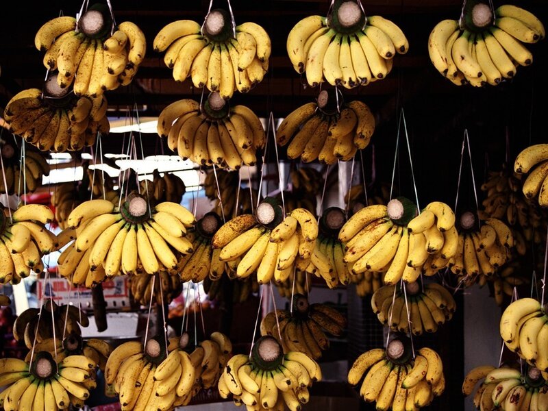 Bunches of Bananas Hanging