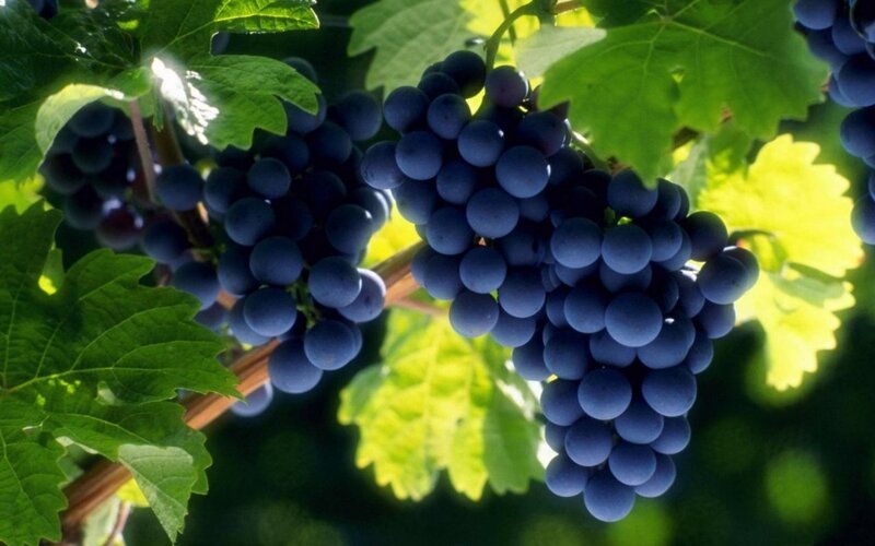 Bunches of Dark Grapes — Blue, Serene, Afternoon
