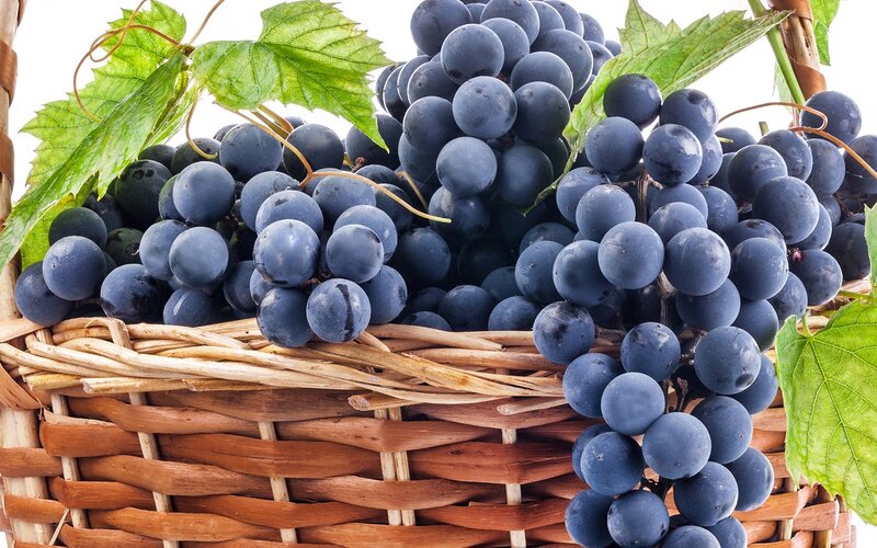 Bunches of Dark Grapes — Blue