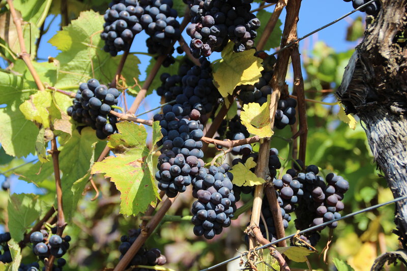 Bunches of Dark Grapes — Green, Natural, Afternoon