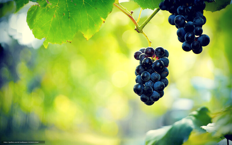 Bunches of Dark Grapes — Green, Serene, Afternoon
