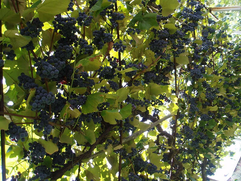 Bunches of Dark Grapes — Green