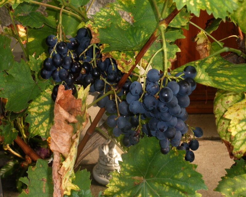 Bunches of Dark Grapes