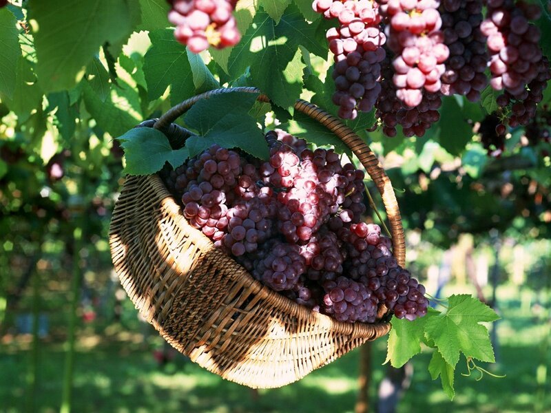 Bunches of grapes in a basket