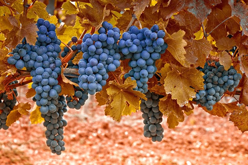 Bunches of Grapes on Vine — Blue, Autumnal