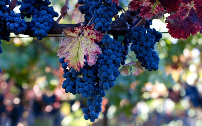 Bunches of Grapes on Vine — Blue