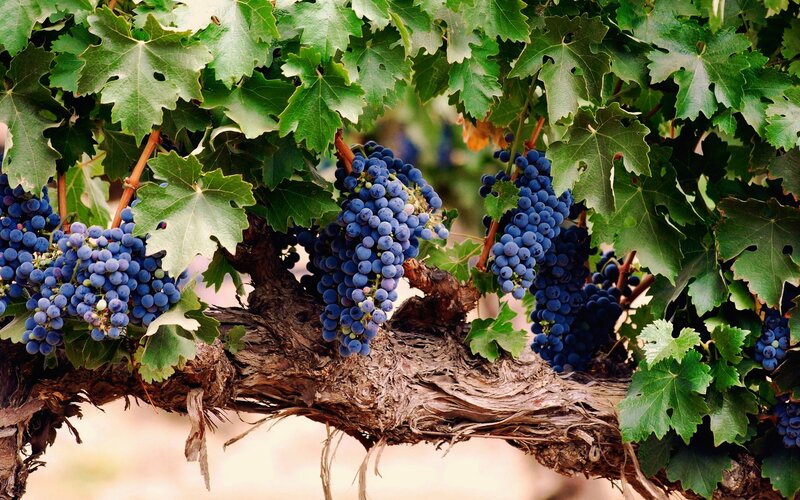 Bunches of Grapes on Vine — Green
