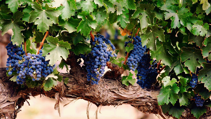 Bunches of Grapes on Vine