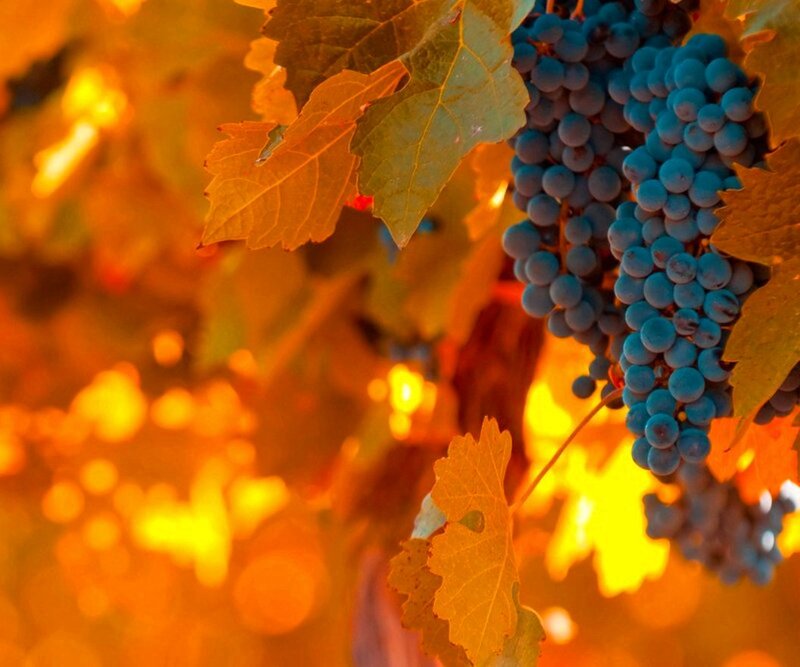 Bunches of Grapes