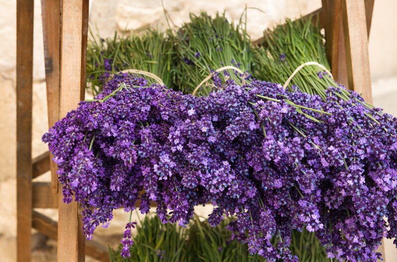 Bunches of Lavender Flowers — Purple, Calm, Afternoon