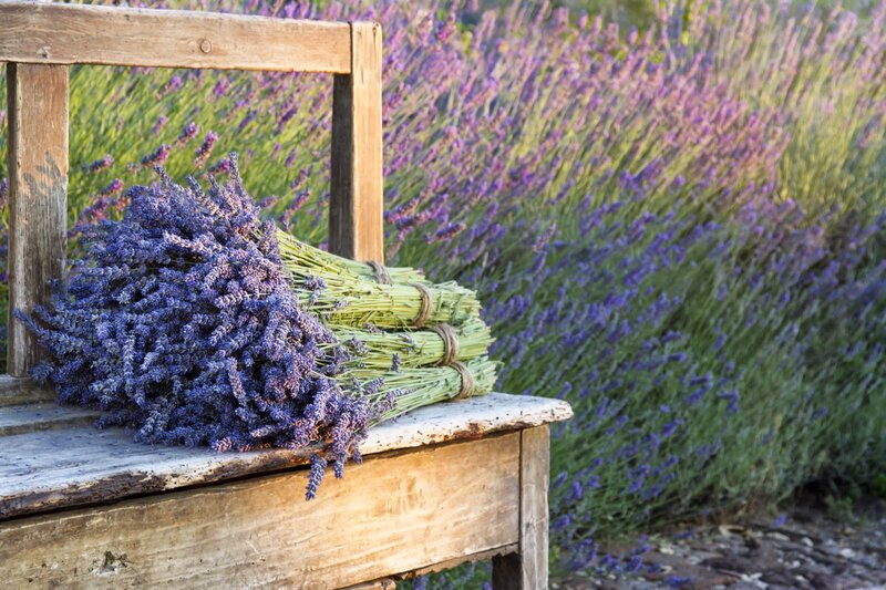Bunches of Lavender