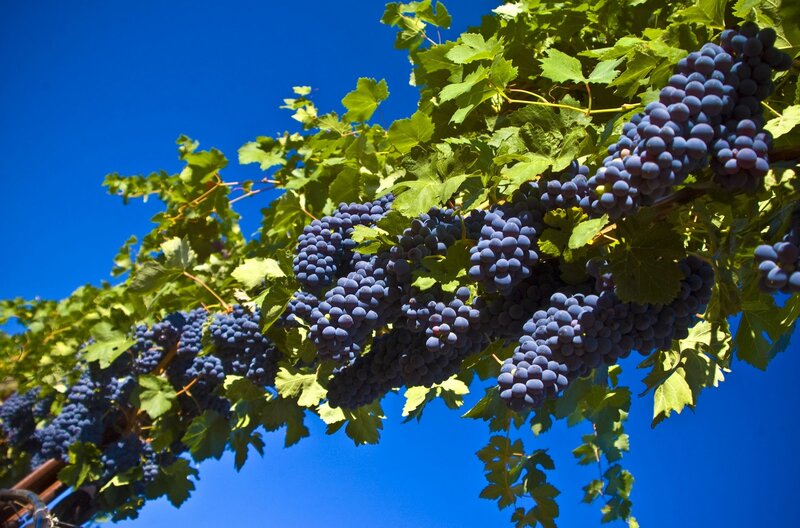 Bunches of Purple Grapes — Blue