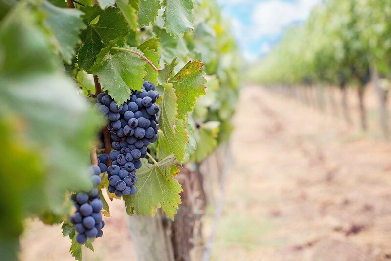 Bunches of Purple Grapes — Green