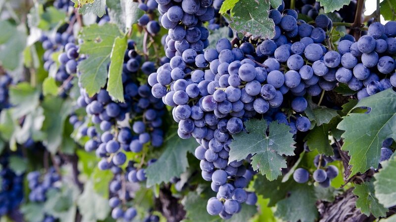 Bunches of Purple Grapes — Natural, Afternoon, Photograph, Leaves, Vine