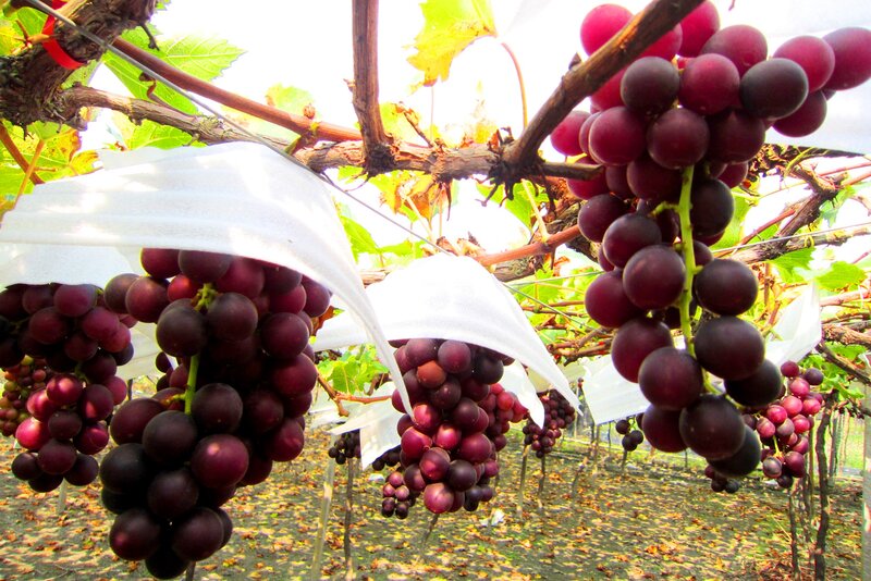 Bunches of Purple Grapes — Natural, Afternoon