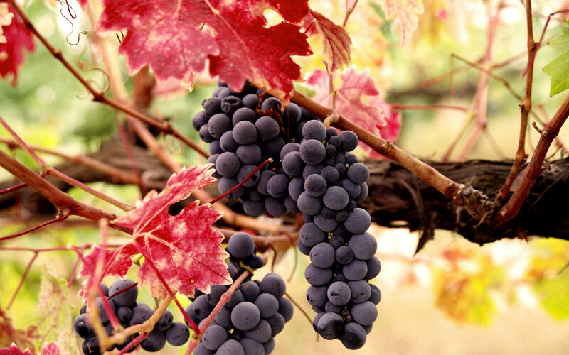 Bunches of Purple Grapes — Serene