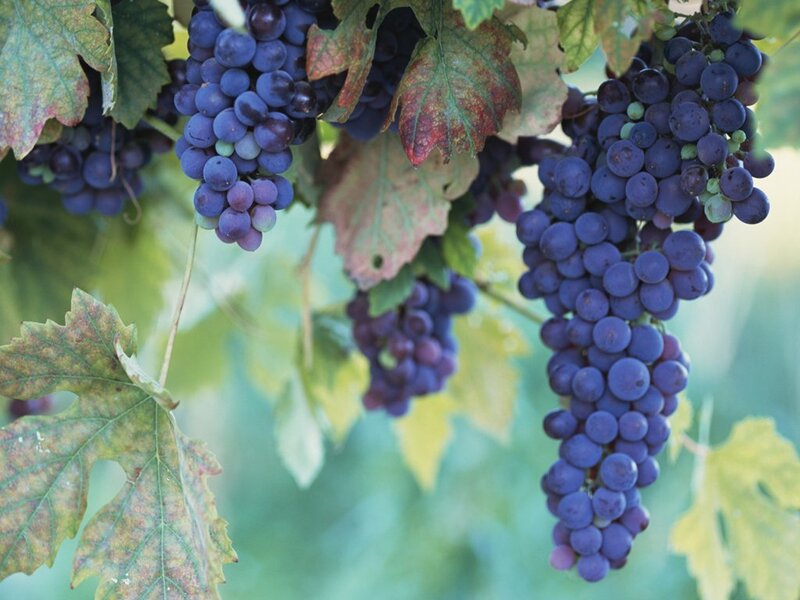 Bunches of Purple Grapes