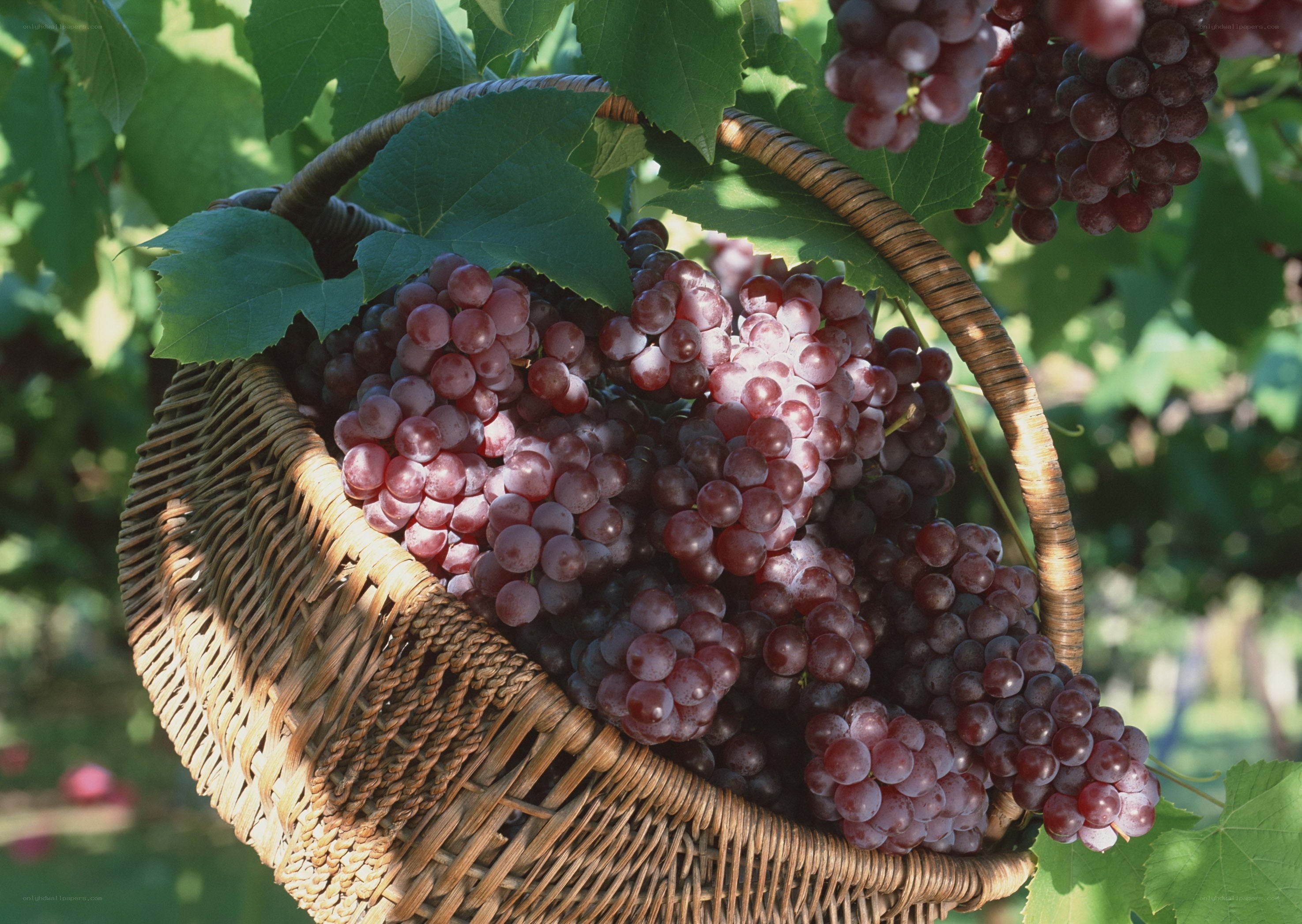 Bunches of red grapes in a basket