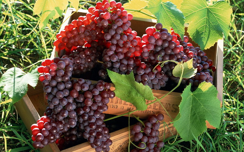 Bunches of Red Grapes