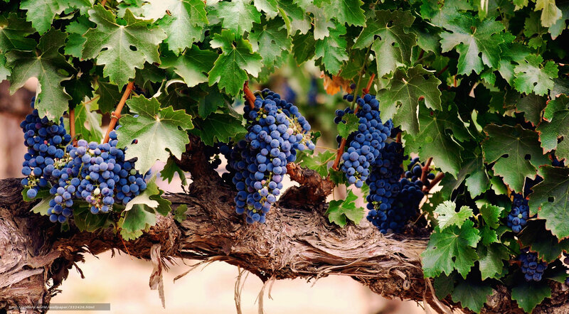 Bunches of ripe grapes on a vine