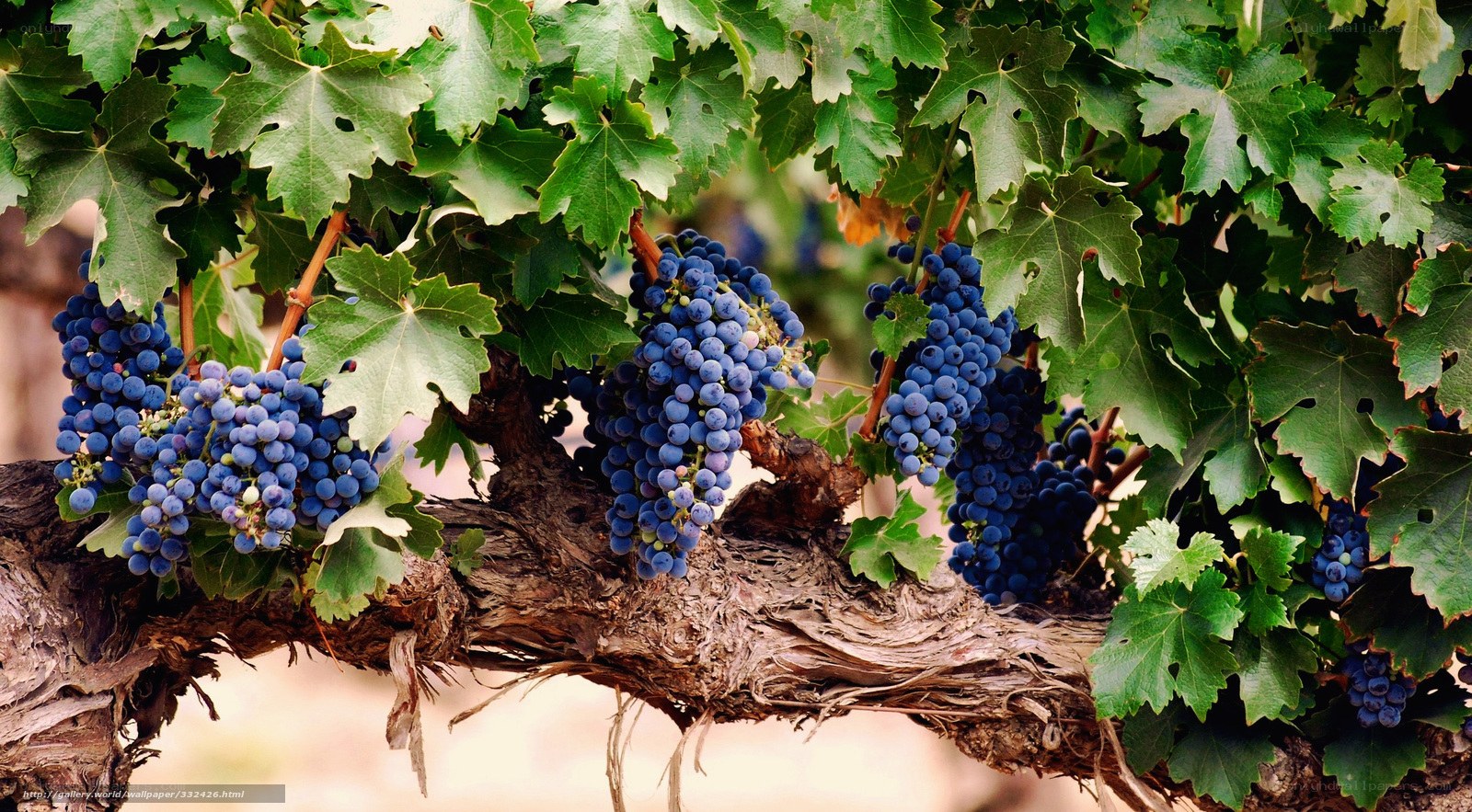 Bunches of ripe grapes on a vine