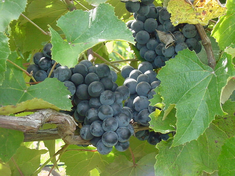 bunches of ripe grapes on vine