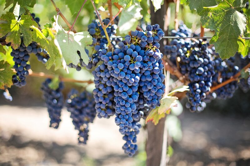 Bunches of Ripe Grapes