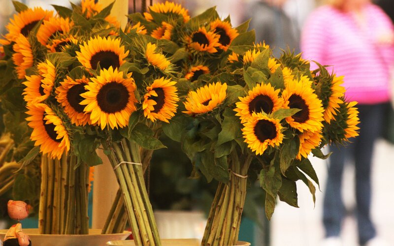 Bunches of Sunflowers