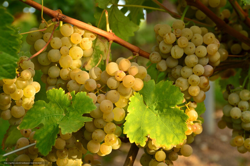 Bunches of White Grapes — Green