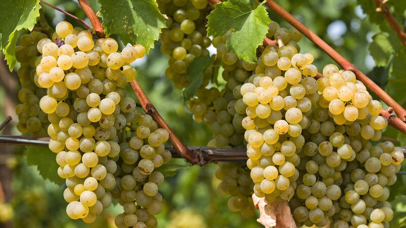 Bunches of white grapes on a vine