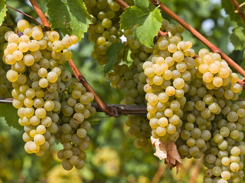 bunches of white grapes on vine