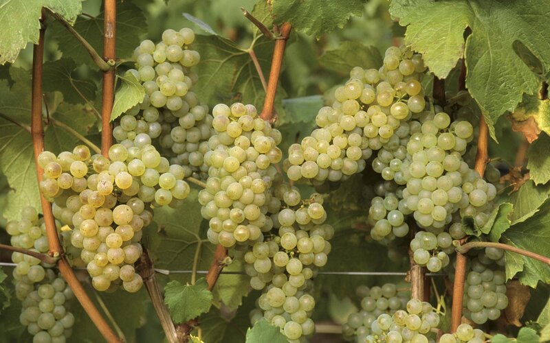 bunches of white grapes on vine