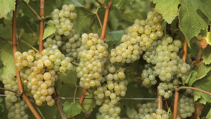 Bunches of White Grapes
