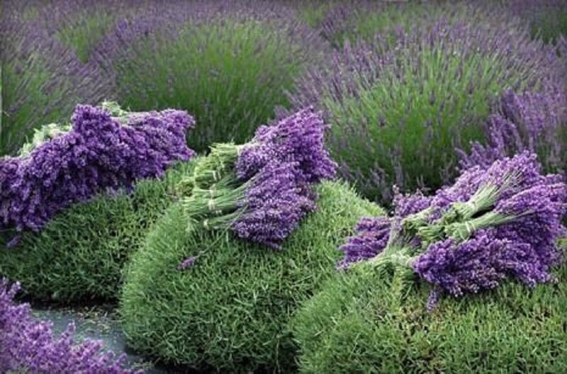 Bundled Lavender Flowers — Purple