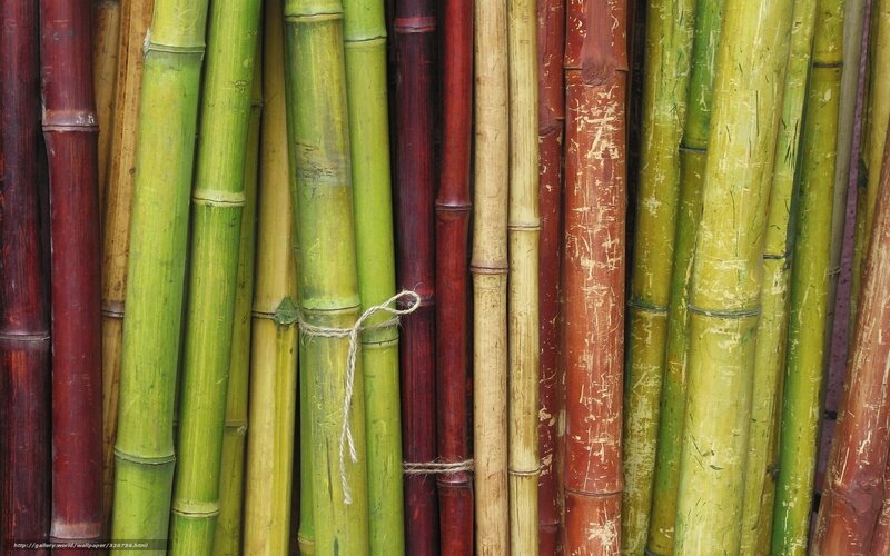 Bundles of Bamboo Stalks