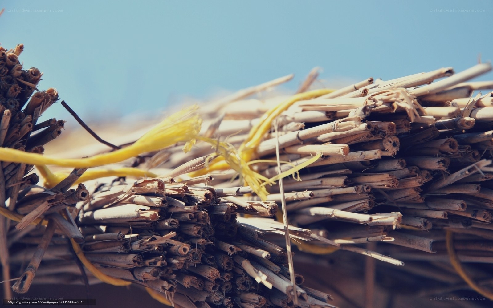 Bundles of dried reeds