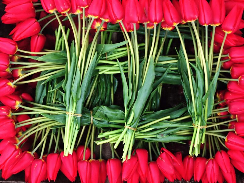 Bundles of red tulips