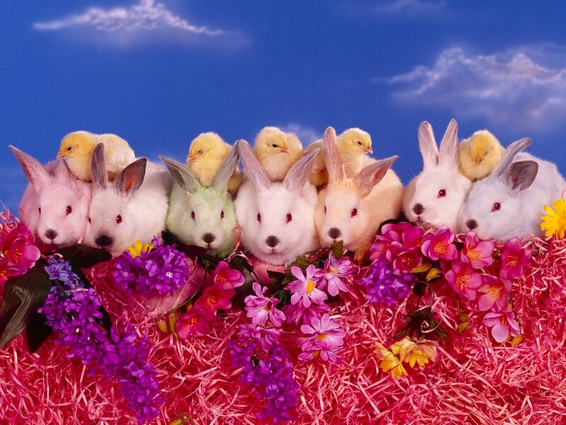 bunnies and chicks in flowers