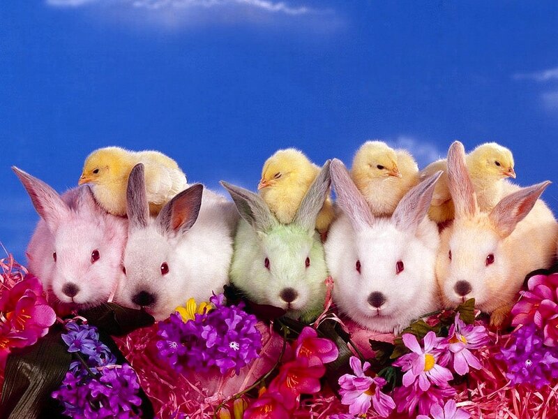 Bunnies and Chicks