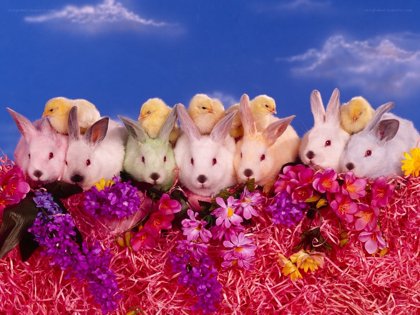 bunnies and chicks with flowers